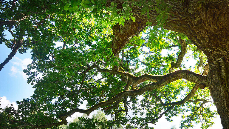 We Build on Our Legacy